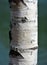 Vertical closeup shot of a birch stem with a blurry background