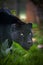 Vertical closeup shot of a black panther with bright eyes on a grassy field