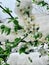 Vertical closeup shot of the bloomed cherry blossom flowers on the branches covered by snow