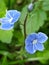 Vertical closeup shot of blooming blue germander speedwell flowers