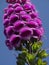 Vertical closeup shot of blooming lady\\\'s glove flowers