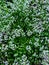 Vertical closeup shot of blooming Lobularia flowers in a garden