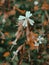 Vertical closeup shot of blooming Nottingham catchfly flowers and buds