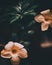 Vertical closeup shot of blooming orange Allamanda flowers