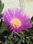 Vertical closeup shot of a blooming pink Hottentot Fig flower