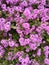 Vertical closeup shot of blooming pink Trailing lantana flowers in a garden