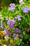 Vertical closeup shot of blooming purple nightshade flowers