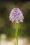Vertical closeup shot of a blooming pyramidal orchid flower