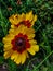 Vertical closeup shot of blooming red yellow tickseed flowers