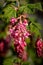 Vertical closeup shot of blooming redflower currant flowers