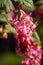 Vertical closeup shot of blooming redflower currant flowers