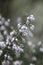 Vertical closeup shot of blooming white Heather flower on a blurred background