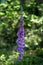 Vertical closeup shot of Bluebell flower