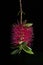 Vertical closeup shot of a bottlebrush plant on black background