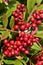 Vertical closeup shot of a branch with fruit of Pyracantha red column