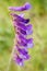 Vertical closeup shot of a branch of lupin flowers