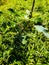 Vertical closeup shot of bright green leaves of Amaranthus plant