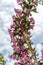 Vertical closeup shot of bright pink flowers of weigela against the blue sky