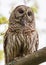 Vertical closeup shot of a brown barred owl perched on a tree branch