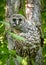 Vertical closeup shot of a brown barred owl perched on a tree branch