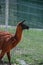 Vertical closeup shot of a brown black llama near a gate on a field