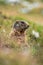 Vertical closeup shot of a brown furry marmot in the Austrian Alps