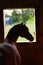 Vertical closeup shot of brown horses facing the window inside a stable