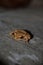 Vertical closeup shot of a brown tree frog