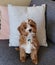 Vertical closeup shot of a Cavapoo dog sitting on a sofa