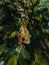 Vertical closeup shot of colorful panther chameleon on deciduous tree branch in zoo on sunny day