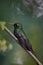 Vertical closeup shot of a Cuban emerald bird perched on a branch