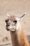 Vertical closeup shot of a cute camel under direct sunlight in a desert