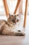 Vertical closeup shot of a cute cat staring at the camera while lying on the wooden floor