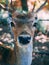 Vertical closeup shot of a cute deer behind a lattice
