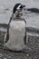 Vertical closeup shot of a cute gentoo penguin staring at the camera and another one behind