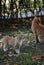 Vertical closeup shot of cute ginger cats outdoors