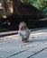 Vertical closeup shot of a cute monkey with a surprised facial expression in the middle of the park