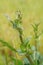 Vertical closeup shot of a cutleaf evening primrose branch