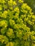 Vertical closeup shot of cypress spurge plants blooming in a field