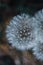 Vertical closeup shot of dandelion puffs