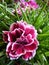 Vertical closeup shot of the Dianthus flower in a garden