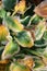 Vertical closeup shot of the dry leaves of Plantain lilies in autumn