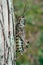 Vertical closeup shot of an Eastern Lubber grasshopper on a tree