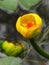 Vertical closeup shot of the endangered yellow water lily starting to bloom