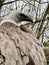 Vertical closeup shot of a Eurasian griffon vulture with a white head and gorgeous bronze wings