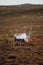 Vertical closeup shot of a Eurasian Tundra Reindeer with long antlers looking at the camera