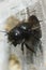 Vertical closeup shot of a female horned mason bee getting out of her nest from a bee hotel