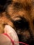 Vertical closeup shot of a female\'s hand touching the face of a german shepherd