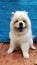 Vertical closeup shot of a fluffy cute white chow chow dog