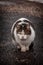 Vertical closeup shot of the fluffy Cyprus cat (Felis catus) sitting on the asphalt, looking aside